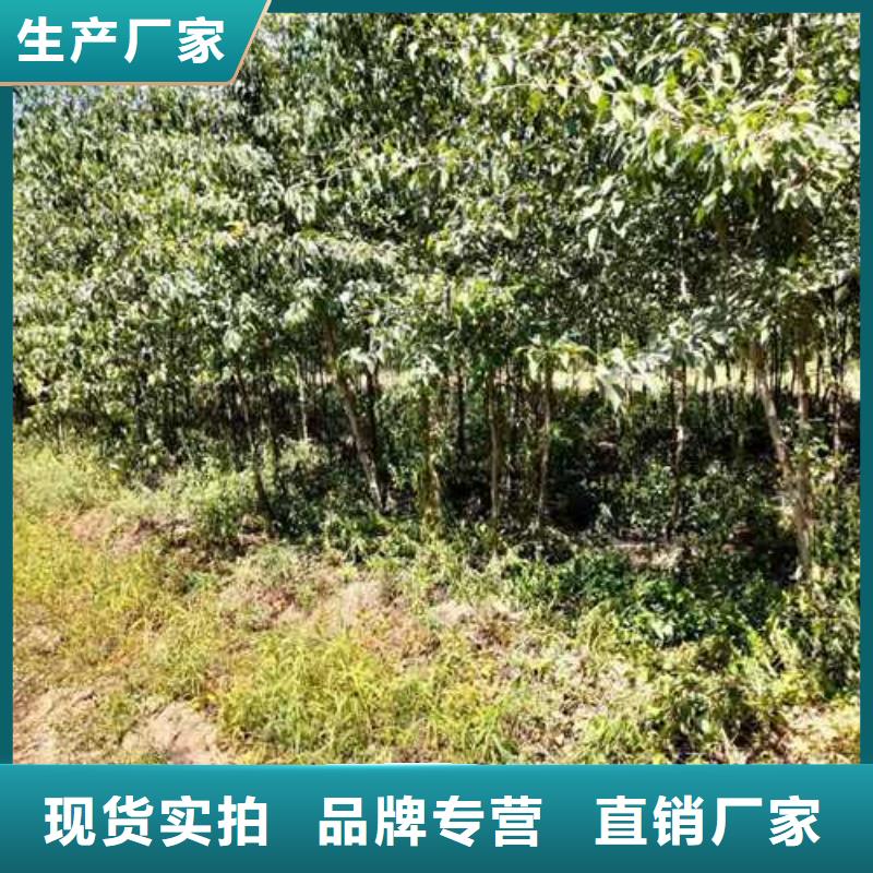 【杜梨梨树苗基地经验丰富质量放心】优质工艺