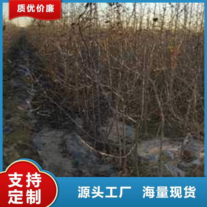 杜梨梨树苗基地来图定制量大从优供您所需