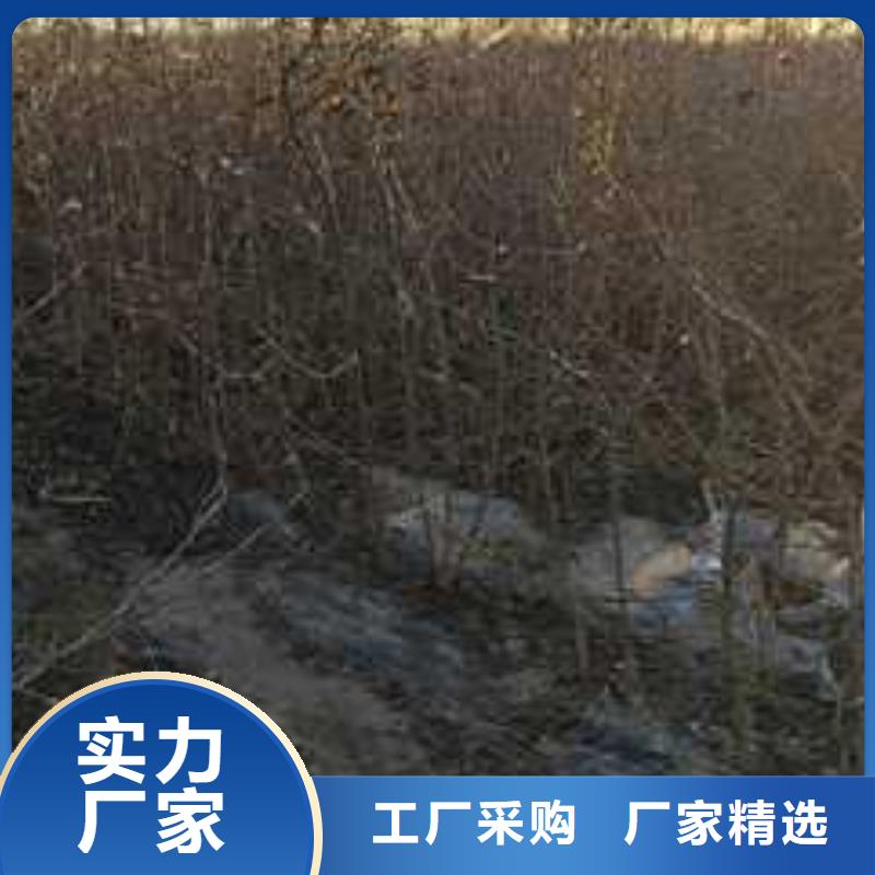 杜梨梨树苗基地质量牢靠附近厂家