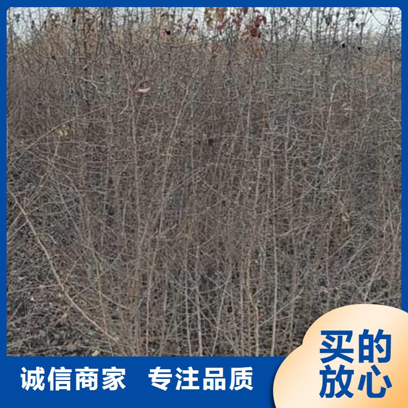 杜梨_山桃苗批发货源当地厂家