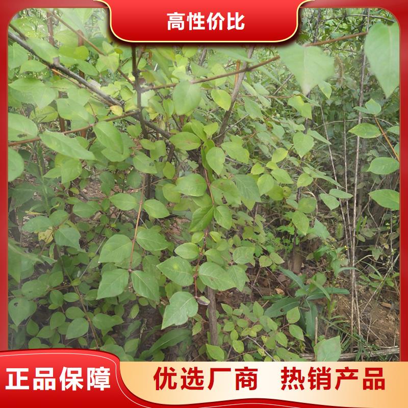 杈杷果-无花果苗规格齐全实力厂家当地生产商