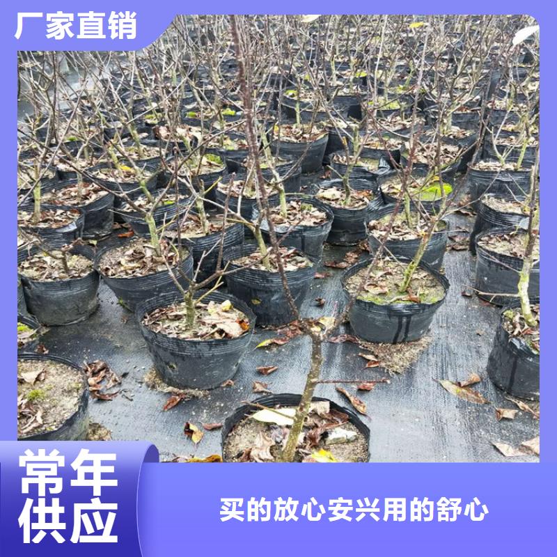 北美冬青_樱桃苗实体厂家大量现货同城货源