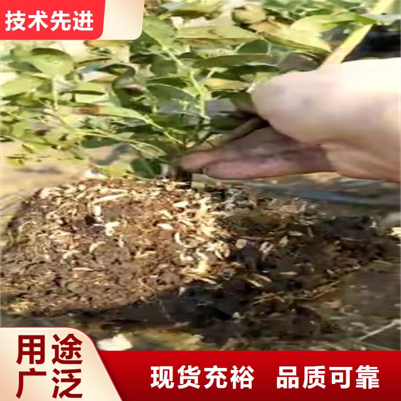 蓝莓苗玛瑙红石榴苗厂家十分靠谱当地生产商