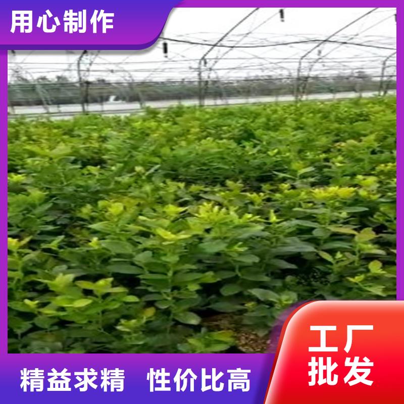 蓝莓苗苹果苗价格实惠品质优良