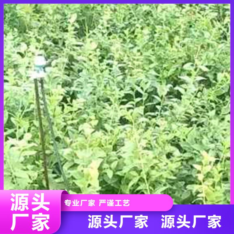 蓝莓苗杏树苗专业按需定制信誉有保证