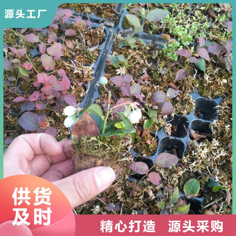 【蓝莓苗花椒苗厂家新品】专注细节使用放心