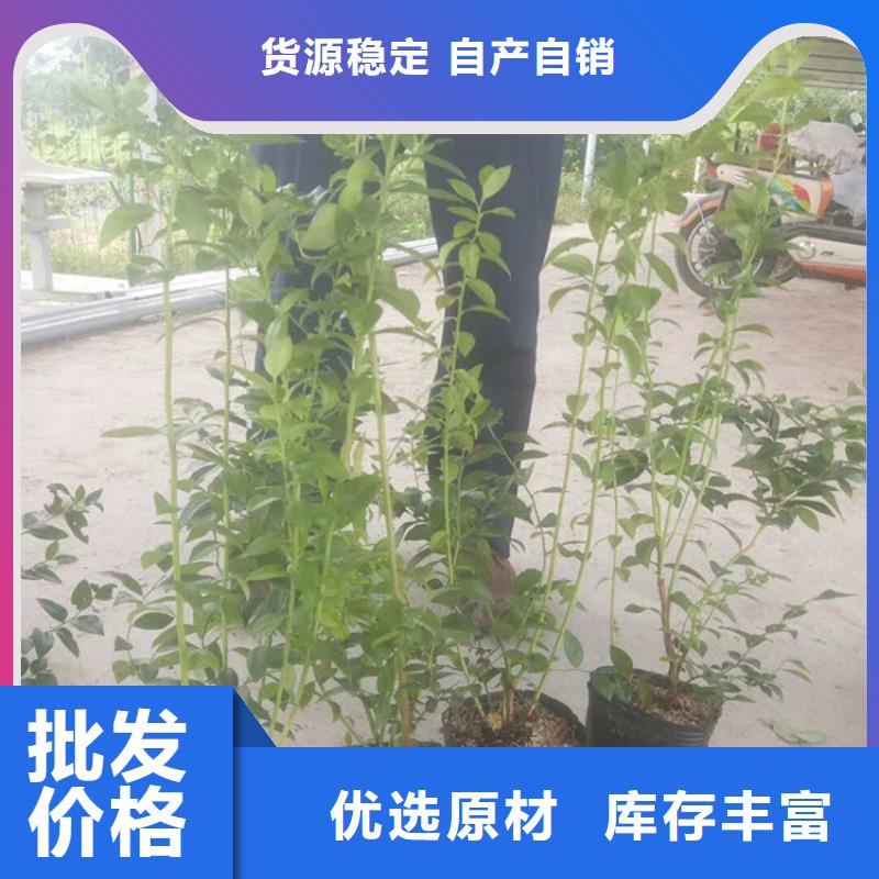 蓝莓苗苹果苗安装简单种类多质量好