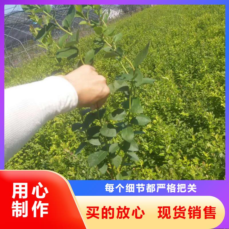 【蓝莓苗_无花果苗支持货到付清】敢与同行比质量