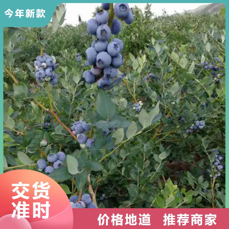 蓝莓苗杏树苗好品质用的放心优良材质