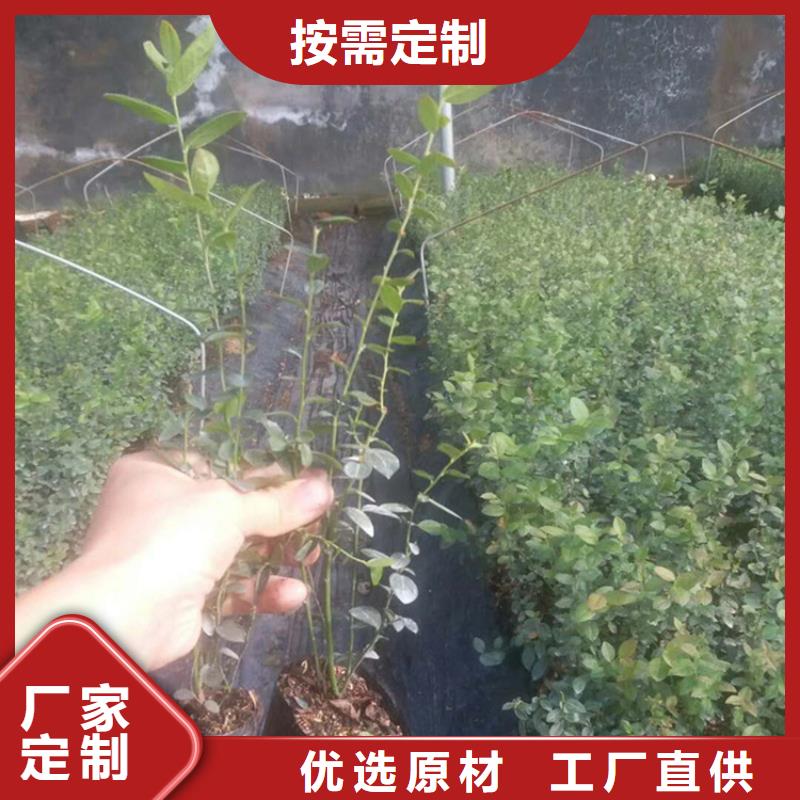 【蓝莓苗樱桃苗海量库存】优势