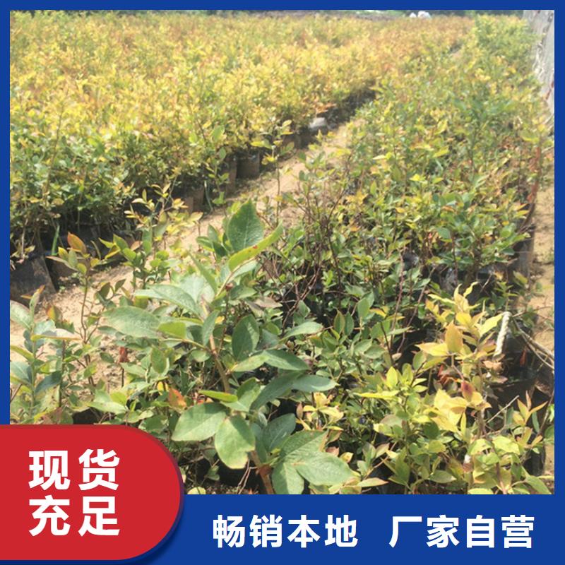 蓝莓苗无花果苗信誉有保证精挑细选好货