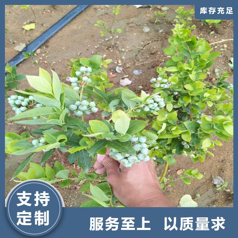 【蓝莓苗,无花果苗多年行业经验】当地生产厂家