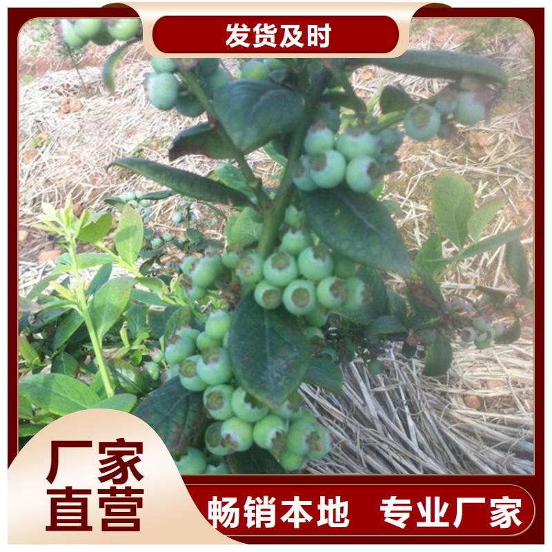 蓝莓苗苹果苗按需定制真材实料买的是放心