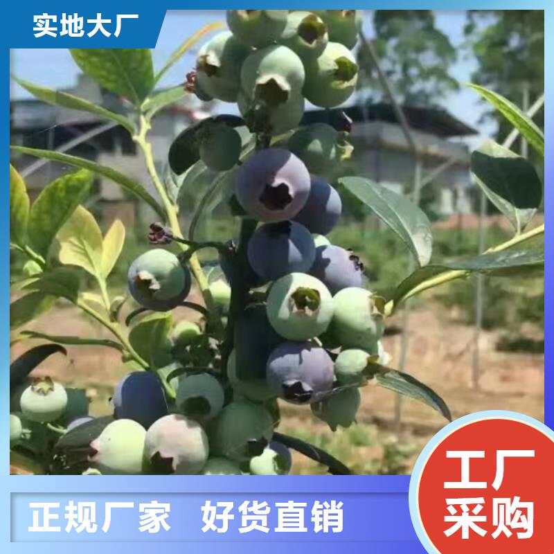 蓝莓苗,樱桃苗价格实惠现货批发