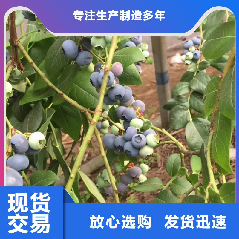 蓝莓苗安装简单厂家直销供货稳定