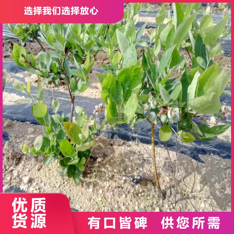 【蓝莓苗信誉至上】严格把控每一处细节