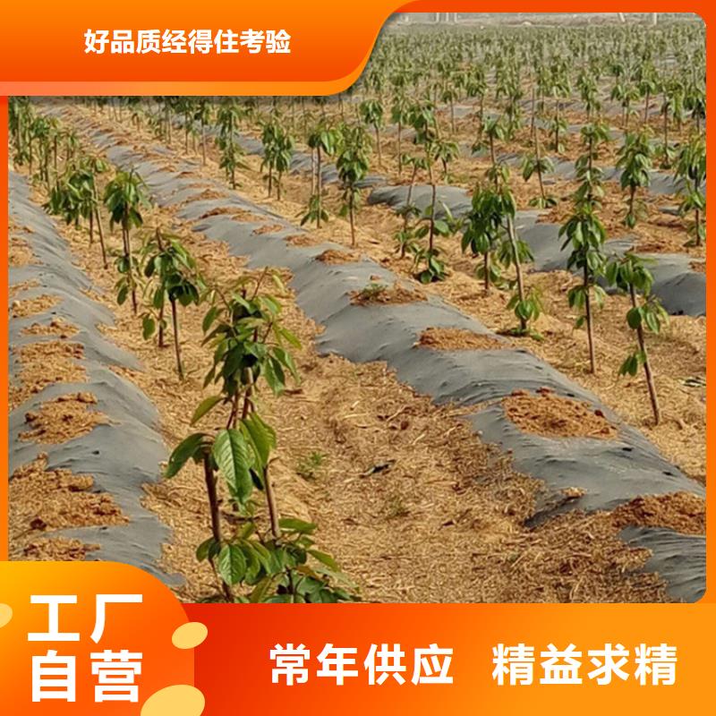 樱桃,【葡萄苗】用品质说话源头厂家量大价优