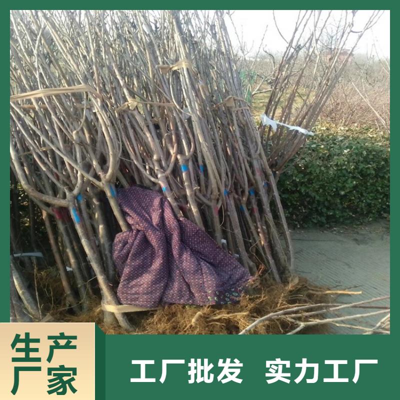 樱桃苹果苗厂家品控严格本地品牌