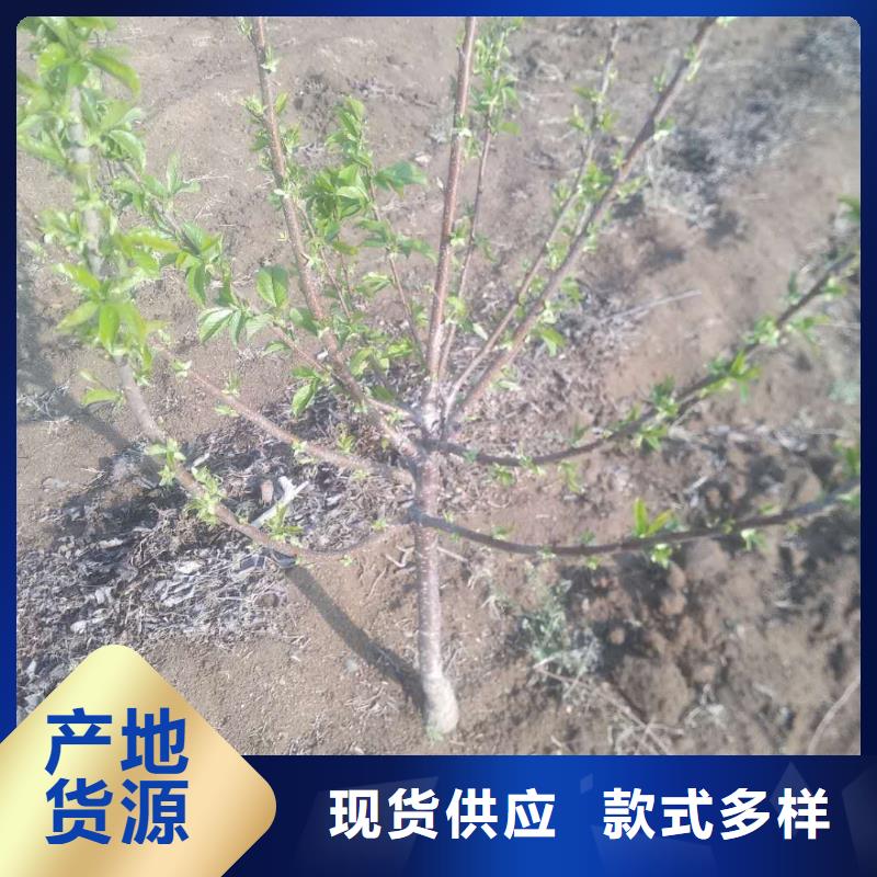 樱桃,桃树苗厂家规格全型号齐全