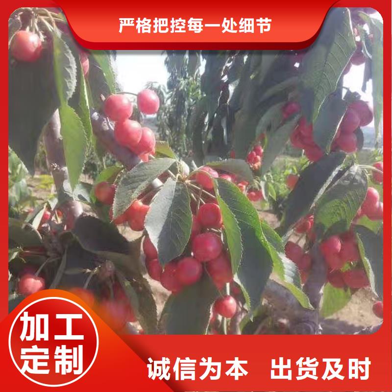 樱桃无花果苗专业的生产厂家附近公司