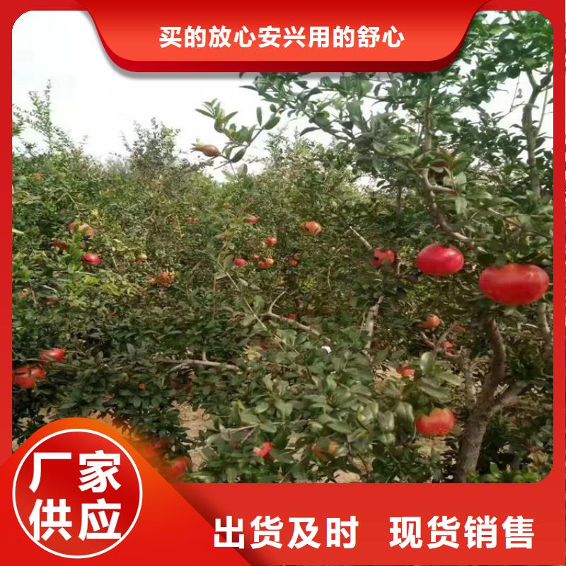 石榴无花果苗大量现货供应同城生产厂家