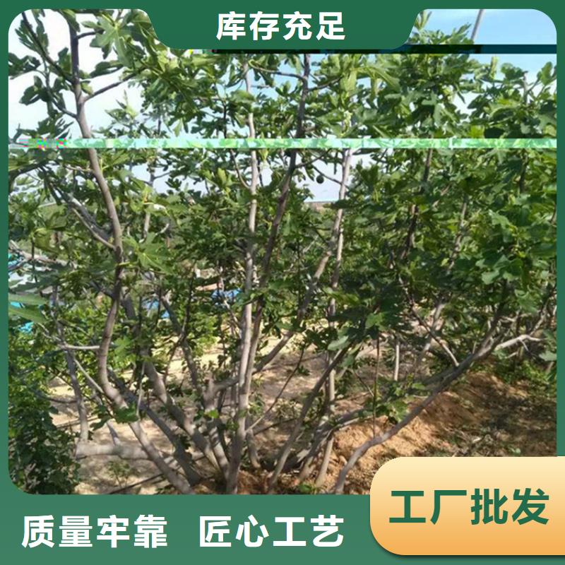 无花果-苹果苗多年厂家可靠同城货源