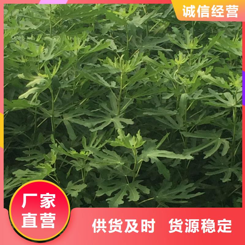 【无花果】,西瓜苗推荐厂家厂家直销货源充足