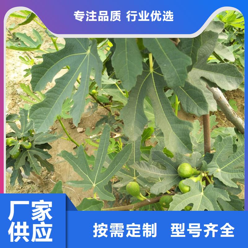 无花果_苹果苗放心得选择现货供应