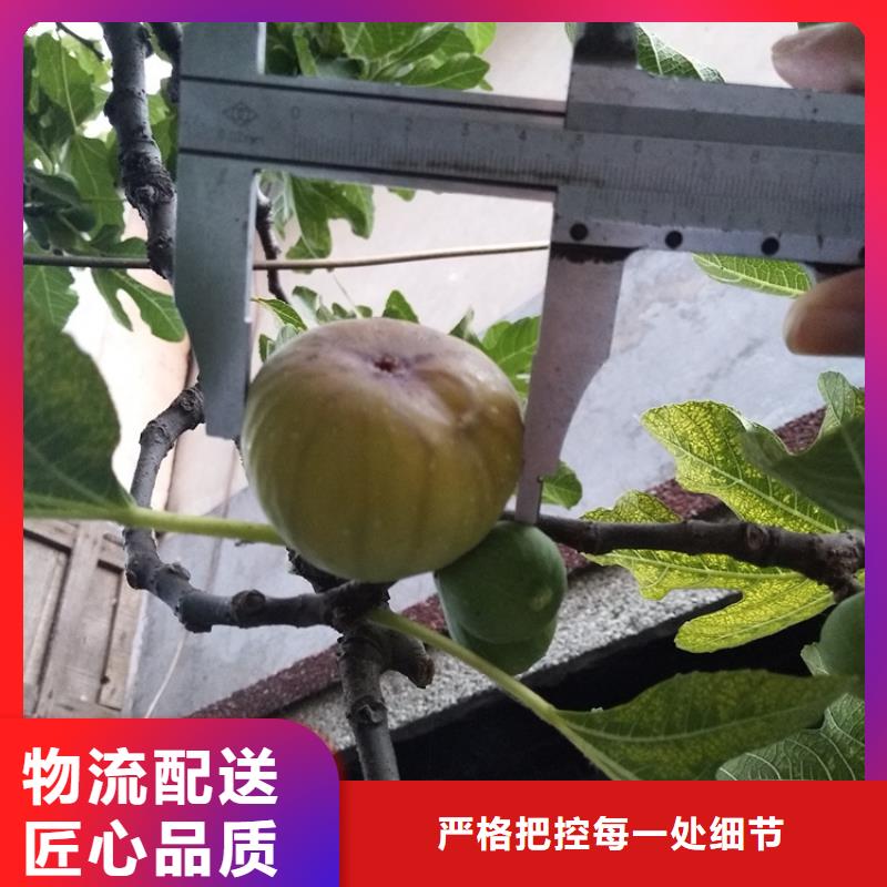 【无花果蓝莓苗满足多种行业需求】为品质而生产