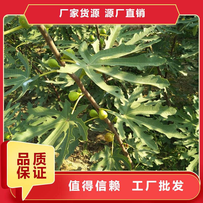 【无花果草莓苗放心购】一手货源