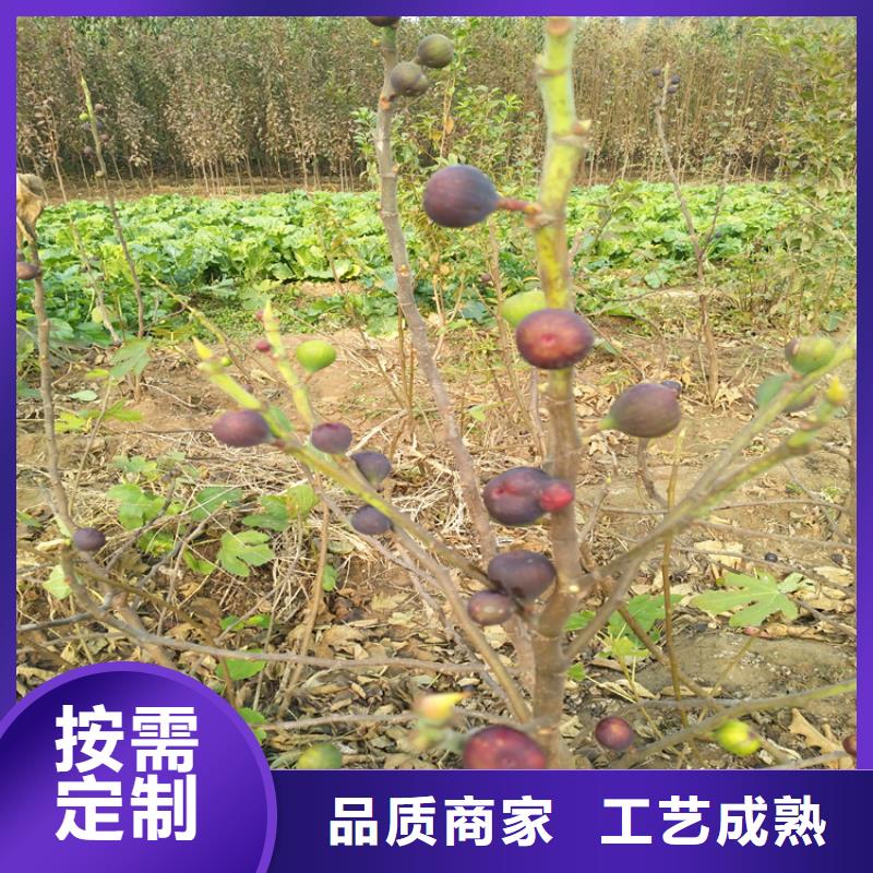 【无花果苹果苗今日新品】敢与同行比价格