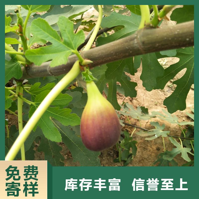 无花果蓝莓苗厂家直营附近货源