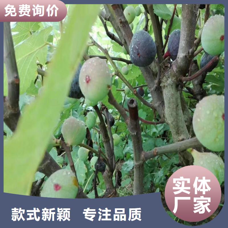 无花果苹果苗今日价格本地公司