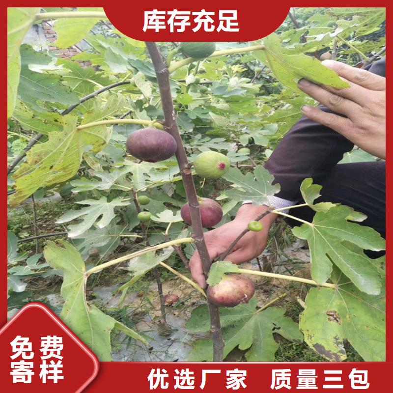 无花果石榴树定制批发当地生产厂家