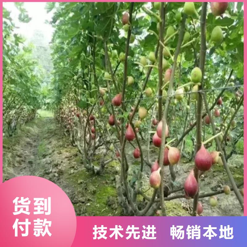 无花果苹果苗多年经验值得信赖附近厂家