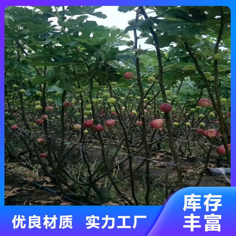 无花果樱桃苗24小时下单发货附近货源