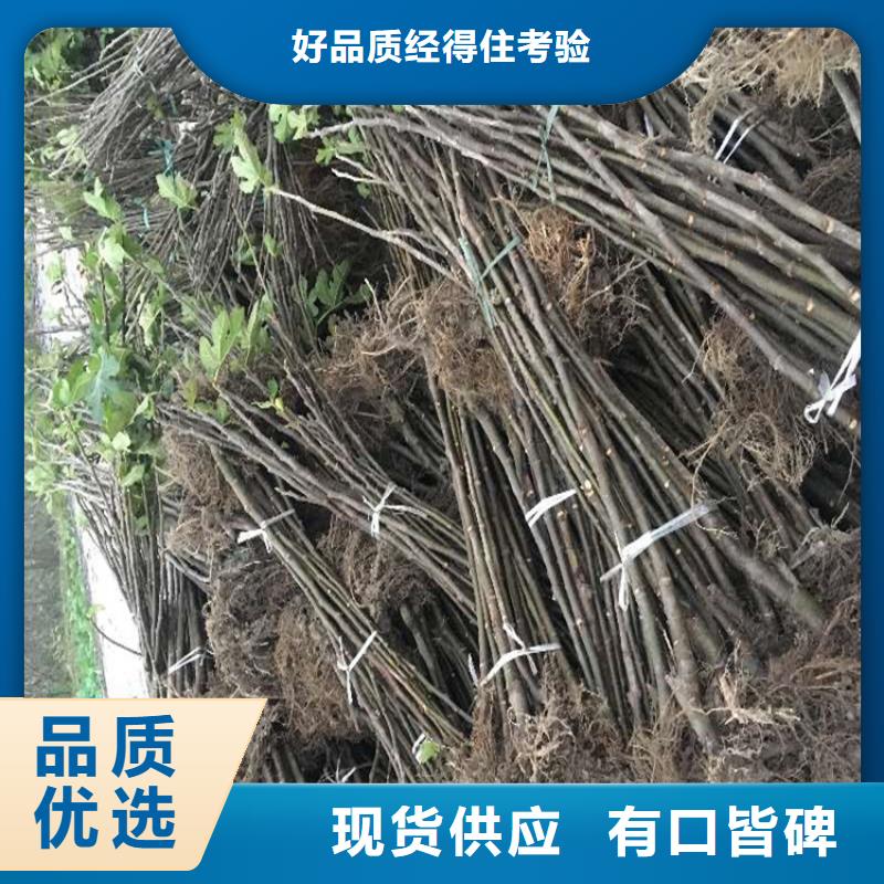 无花果【苹果苗】长期供应本地生产厂家