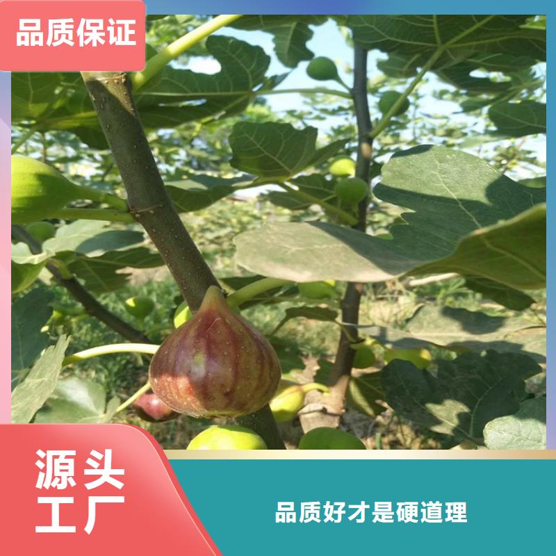 无花果,石榴树支持定制批发本地配送