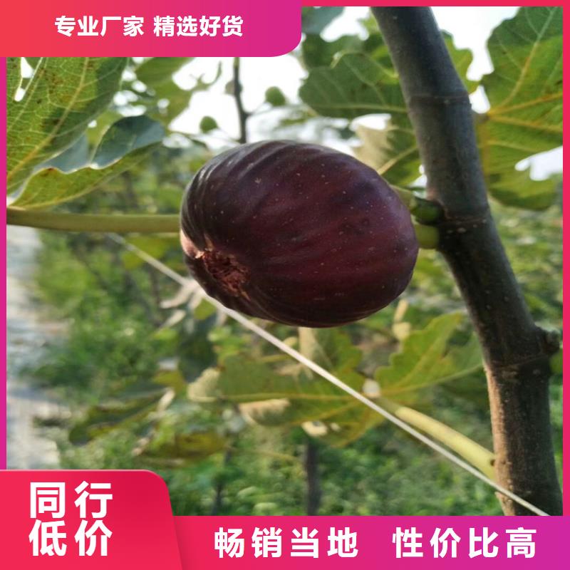 无花果樱桃苗源厂直销精心推荐