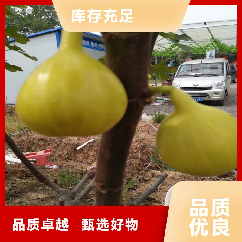 无花果石榴树供您所需生产安装