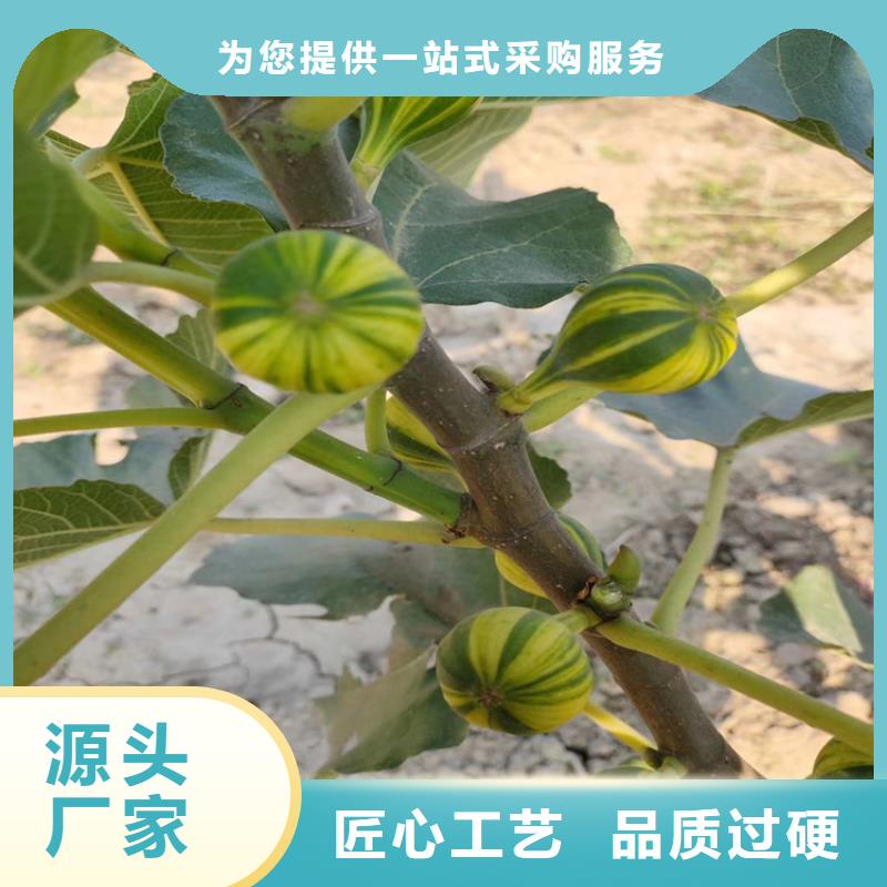 无花果_苹果苗质检严格附近服务商