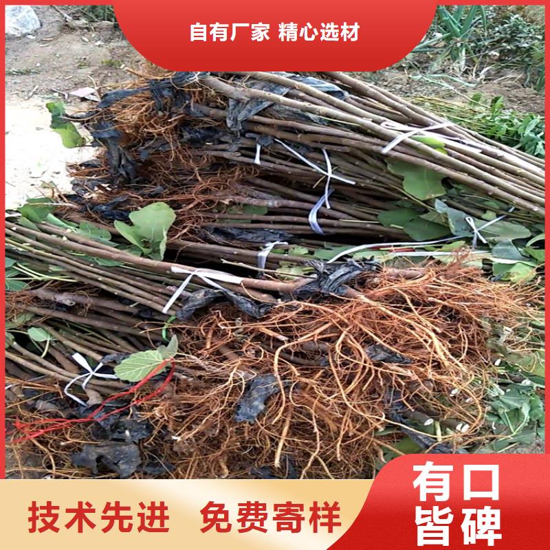 无花果苹果苗免费寄样附近制造商