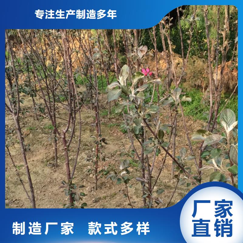 【苹果】黄瓜苗发货迅速购买的是放心