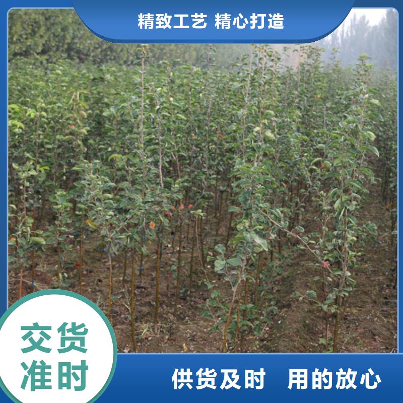 苹果石榴树免费询价工厂直销