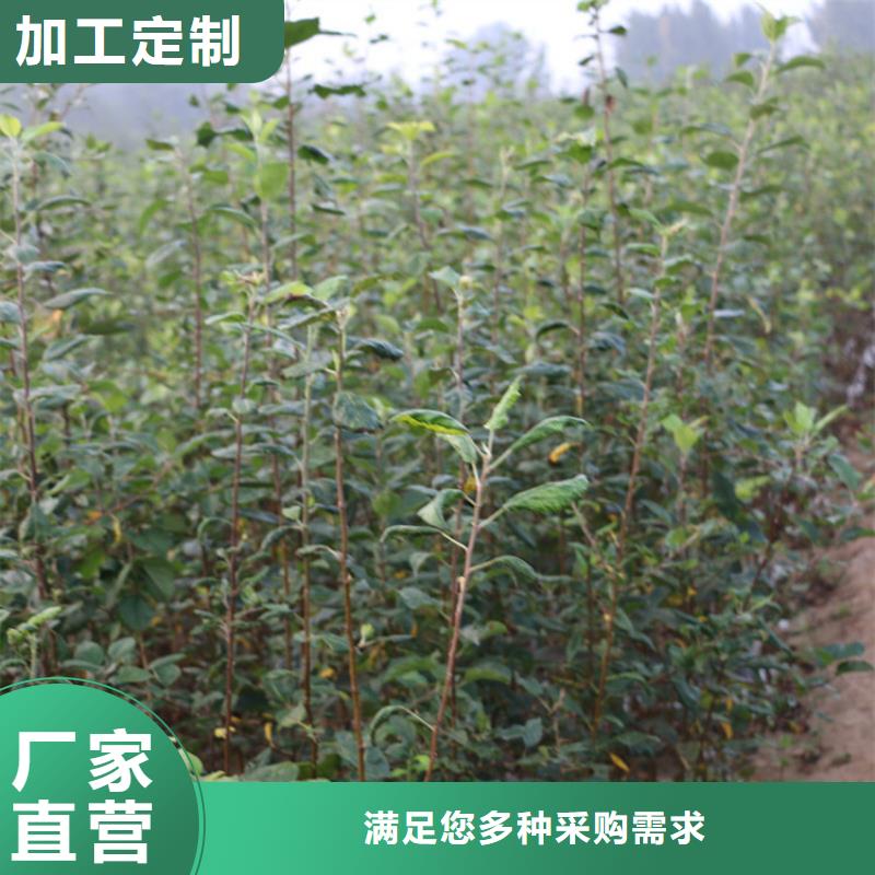 【苹果蓝莓苗海量现货】懂您所需