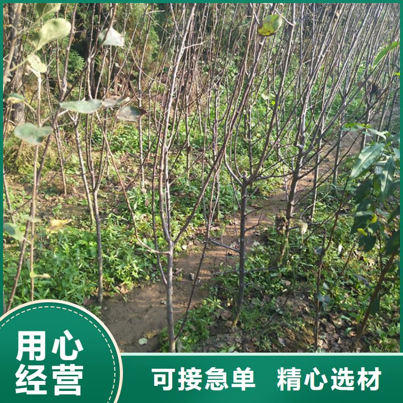 苹果3公分软籽石榴苗严格把控质量厂家货源稳定