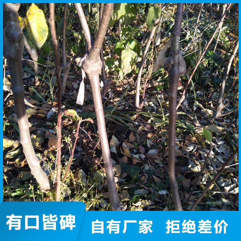 苹果,【猕猴桃苗】定制不额外收费当地服务商