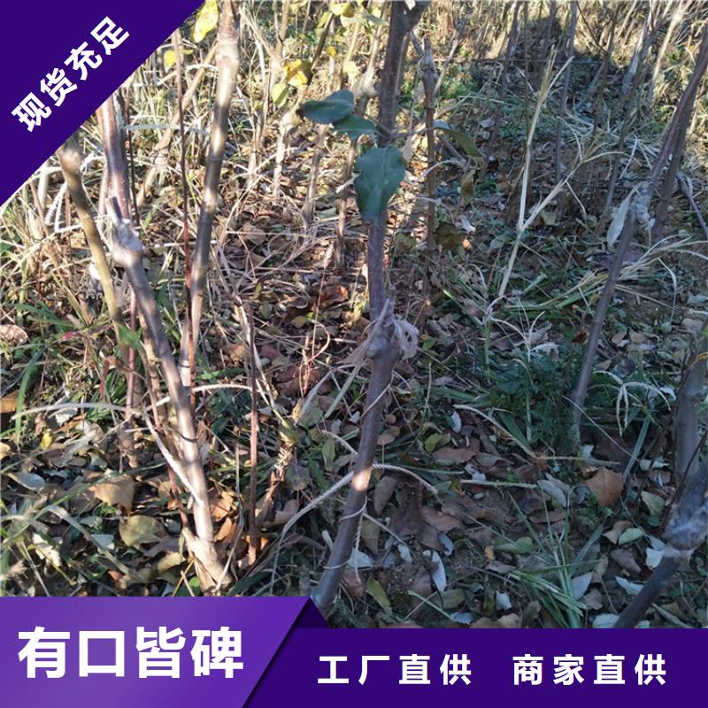 苹果梨树苗质量看得见本地货源