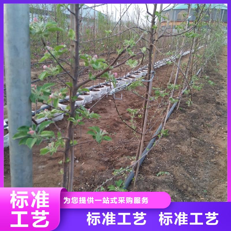 【苹果】花椒苗出货快当地生产厂家