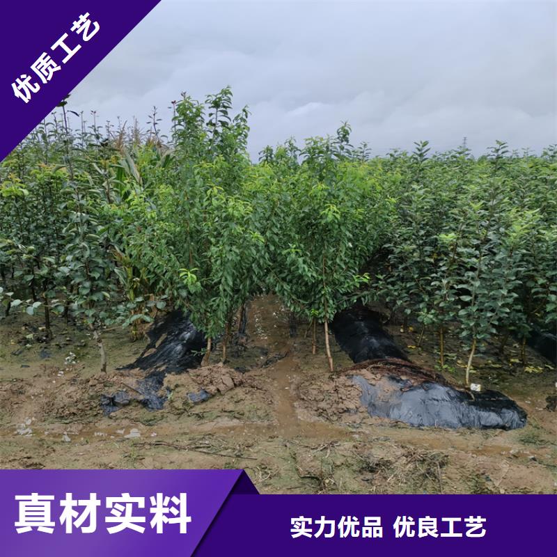 苹果樱桃苗匠心制造发货及时